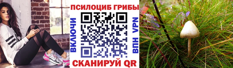 Купить где  Кондрово  Галлюциногенные грибы Magic Shrooms 